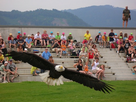 Weißkopfseeadler fliegt bei der Flugvorführung auf Burg Landskron knapp über die Wiese vor den Zuschauerrängen