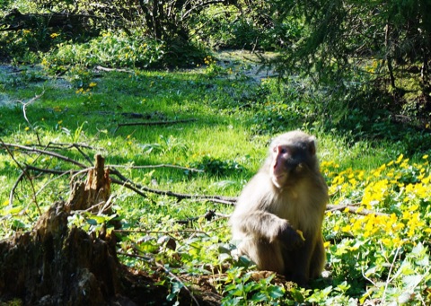 Japanmakake sitzt zwischen gelben Blumen im Freigehege des Affenbergs Landskron