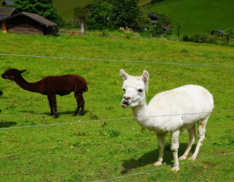 Ein weißes und ein dunkelbraunes Alpaka auf einer grünen Weide hinter einem Drahtzaun, im Hintergrund Holzhütten