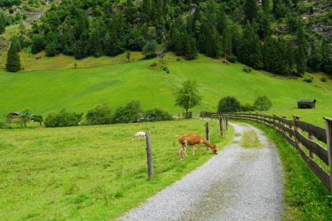 Alpakas grasen auf einer eingezäunten Bergwiese neben einem Schotterweg mit Holzzaun