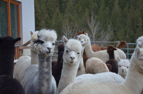 Herde weißer, grauer, schwarzer und brauner Alpakas in einem Gehege vor einem Waldhang