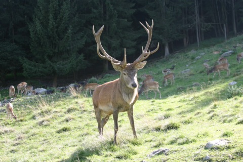 Rothirsch mit Geweih vor einem Rudel Damwild im Alpen Wildpark Feld am See