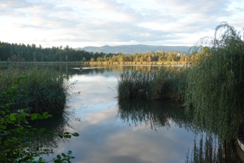 Abendstimmung am Kleinsee: zwischen Schilf und Weidenzweigen spiegeln sich Wolken im stillen Wasser, in der Ferne fährt ein kleines Boot