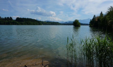 Der Völkermarkter Stausee der Drau mit bewaldeten Ufern