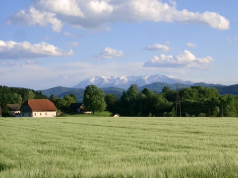 Schneebedecktes Petzen-Massiv hinter einem grünen Getreidefeld mit Bauernhaus und Bäumen im Vordergrund