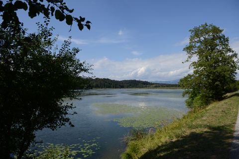 Der Gösselsdorfer See im Sommer mit Seerosenfeldern, eingerahmt von Bäumen