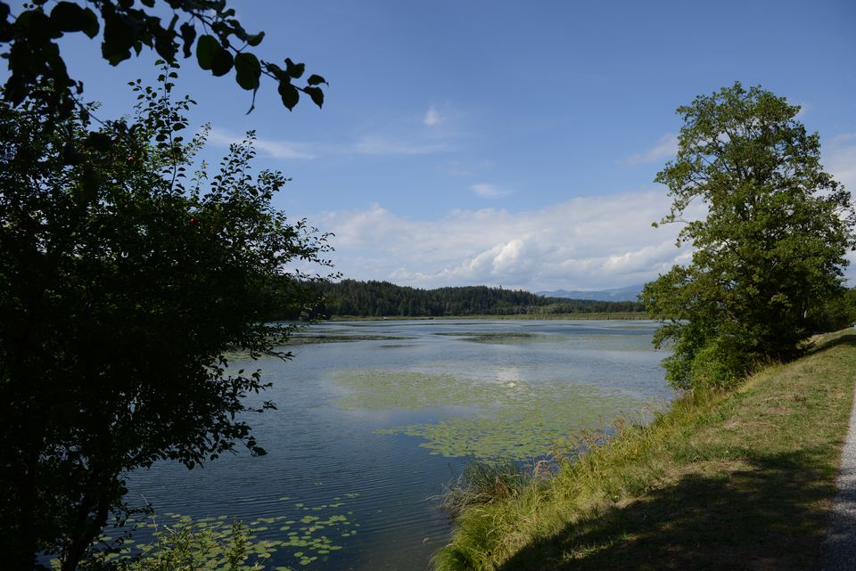 Der Gösselsdorfer See im Sommer mit Seerosenfeldern, eingerahmt von Bäumen