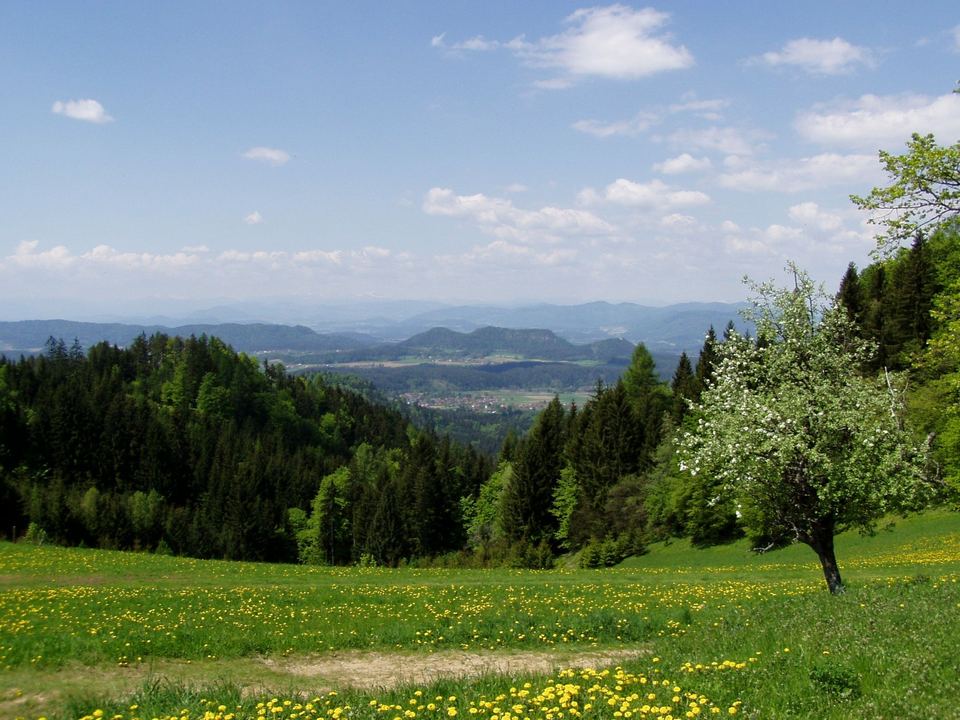Frühlingswiese mit Löwenzahn und blühendem Obstbaum am Hemmaberg, Blick über das Jauntal