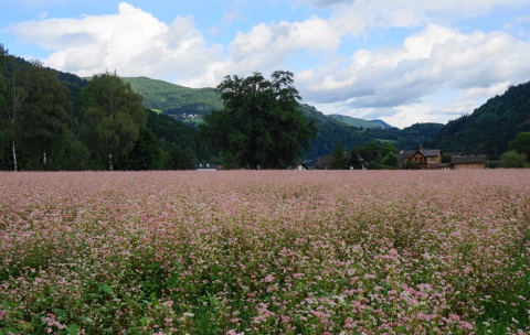 Rosa blühendes Buchweizenfeld (Had'n) in Kärnten vor bewaldeten Hügeln