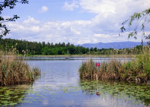 Der Kleinsee bei St. Kanzian im Frühsommer: Seerosen, Schilf und Wald, dahinter die Berge