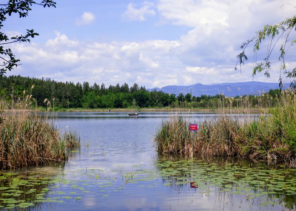 Der Kleinsee bei St. Kanzian im Frühsommer: Seerosen, Schilf und Wald, dahinter die Berge