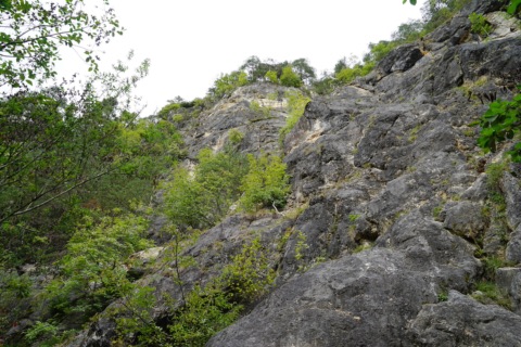 Graue, teils bewachsene Kalkfelswände eines Klettergartens im Laubwald, von unten fotografiert