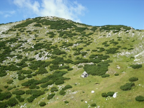 Almhang auf der Petzen mit Latschenkiefern und Kalkfelsen, in der Mitte ein kleiner Unterstand mit spitzem Dach, oben die Kuppe des Kneps