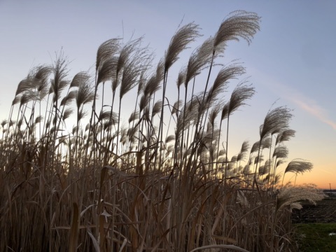 Hohe Halme von Chinaschilf (Miscanthus) mit silbrigen Blütenrispen vor dem Abendhimmel am Rand eines Feldes