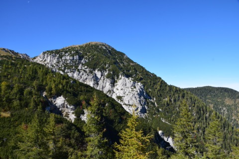 Gipfel des Hochobir von Südosten mit hellen Kalkfelsen, Latschen und Lärchen unter blauem Himmel