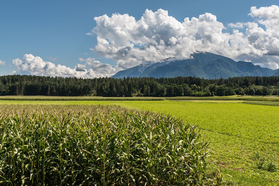 Maisfelder bei Gablern, dahinter das Petzen-Massiv unter Sommerwolken