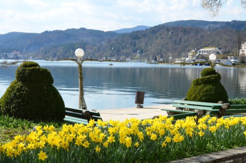 Narzissen und Bänke an der Blumenpromenade in Pörtschach mit Blick auf den Wörthersee
