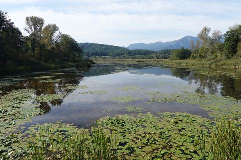 Seerosen im Sablatnig-Moor, dahinter Wald und die Karawanken