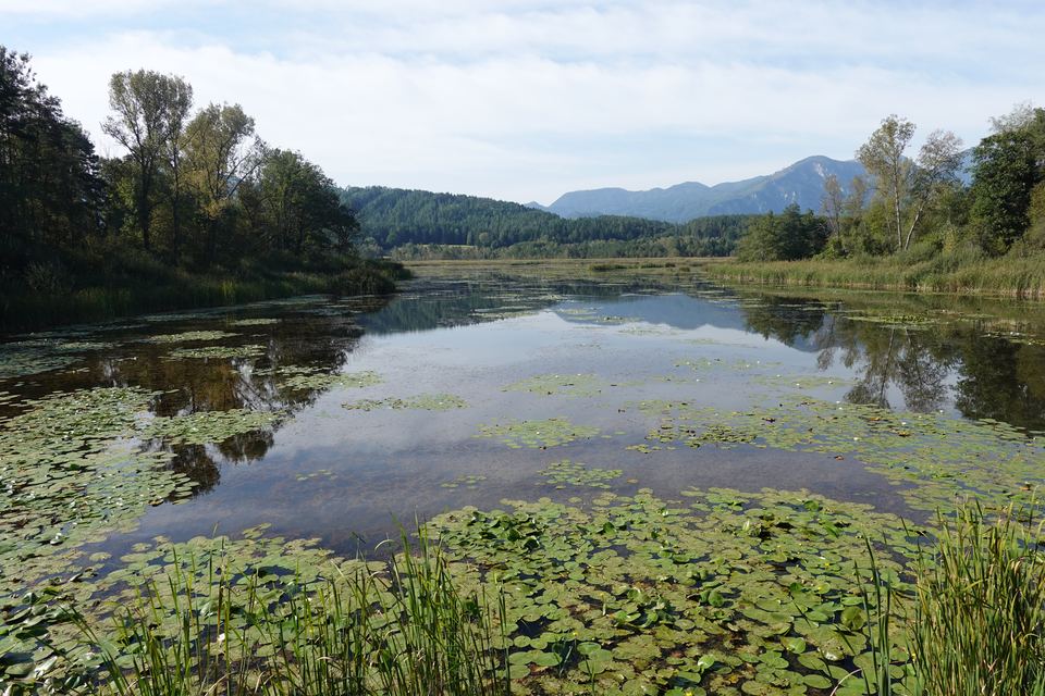 Seerosen im Sablatnigmoor, dahinter Wald und die Karawanken