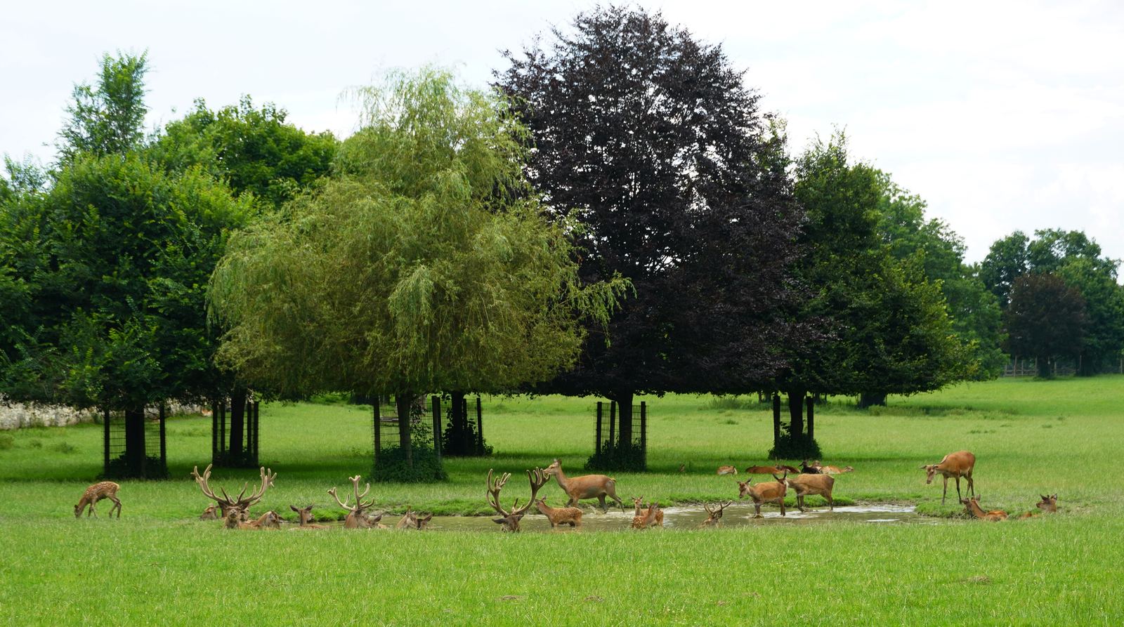 Damwild kühlt sich im Teich auf der großen Wiese des Tierparks Rosegg ab