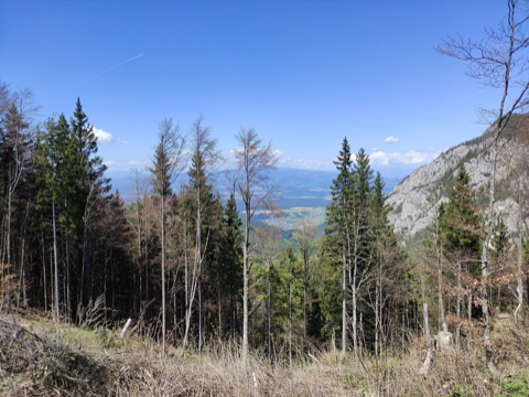 Blick durch lichten Nadelwald vom Luschasattel hinab ins Jauntal, rechts eine Kalkfelswand, darüber blauer Himmel