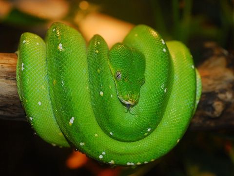Grüner Baumpython im Reptilienzoo Happ