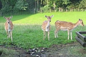 Damwild im Wildgehege